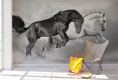 Fototapeta Biely a čierny kôň